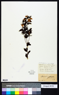 Lithospermum caroliniense image