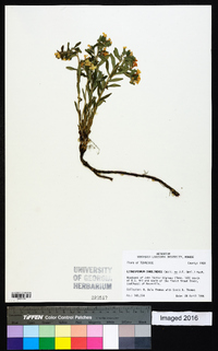 Lithospermum caroliniense image