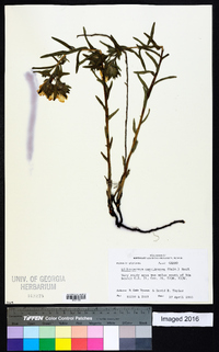 Lithospermum caroliniense image