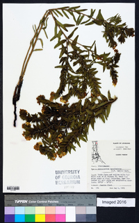 Lithospermum caroliniense image