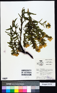 Lithospermum caroliniense image