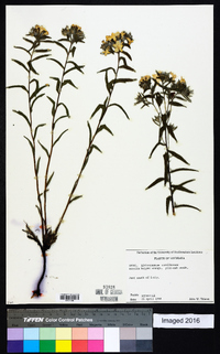 Lithospermum caroliniense image