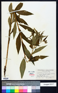 Lithospermum latifolium image