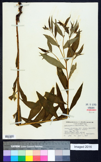 Lithospermum latifolium image