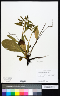 Lithospermum tuberosum image