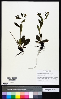 Lithospermum tuberosum image