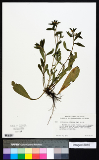 Lithospermum tuberosum image