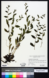 Lithospermum tuberosum image