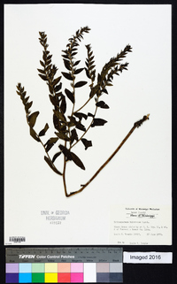 Lithospermum tuberosum image