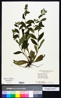 Lithospermum tuberosum image