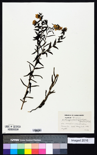 Lithospermum gmelini image