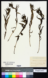 Buglossoides purpurocaerulea image