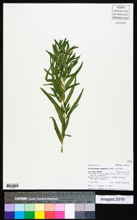 Lithospermum ruderale image