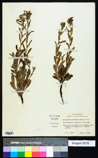 Lithospermum breviflorum image