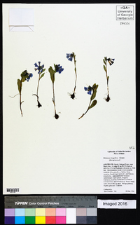 Mertensia longiflora image