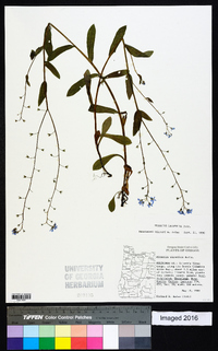 Myosotis sylvatica image