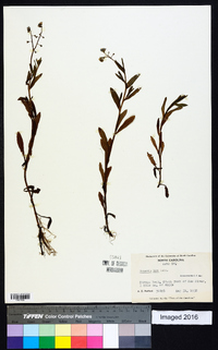 Myosotis laxa image