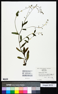 Myosotis laxa image