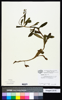 Myosotis laxa image