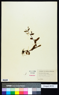 Myosotis laxa image