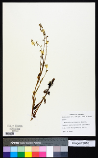 Myosotis macrosperma image