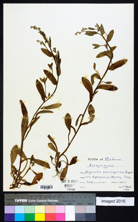 Myosotis macrosperma image