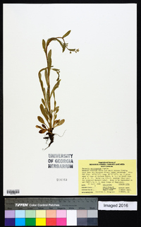 Myosotis macrosperma image