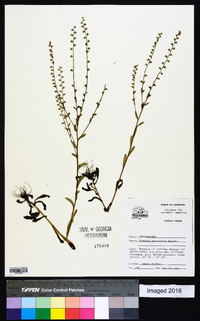 Myosotis macrosperma image