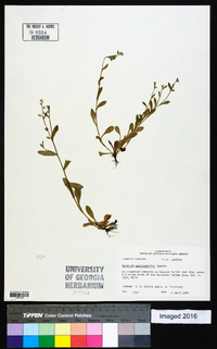 Myosotis macrosperma image