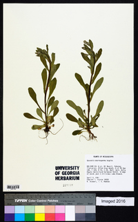 Myosotis macrosperma image