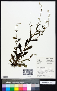 Myosotis macrosperma image