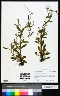 Myosotis macrosperma image