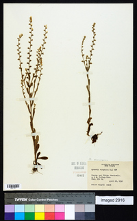 Myosotis macrosperma image