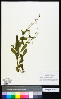 Myosotis macrosperma image