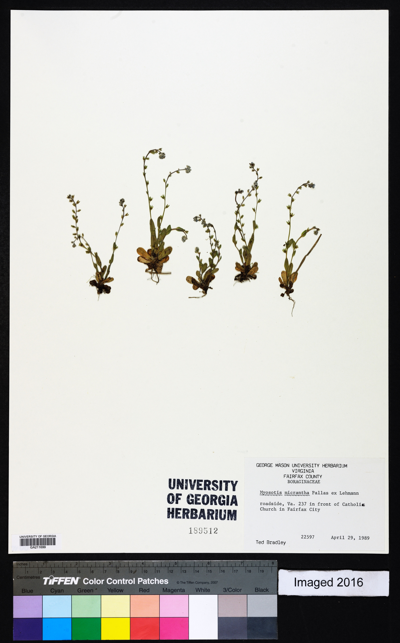 Myosotis micrantha image