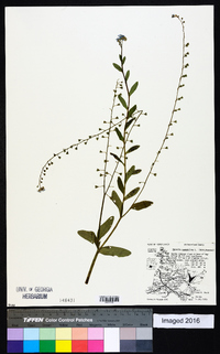 Myosotis scorpioides image