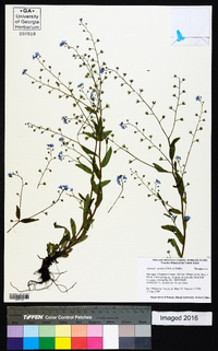 Myosotis sylvatica image