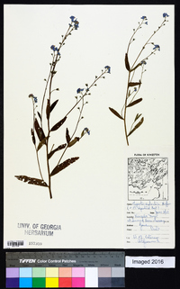 Myosotis sylvatica image