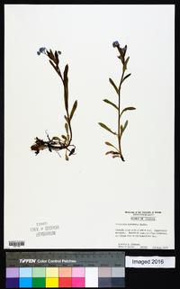 Myosotis sylvatica image