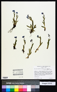 Myosotis sylvatica image