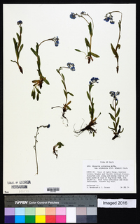 Myosotis sylvatica image