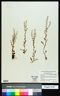 Myosotis verna image