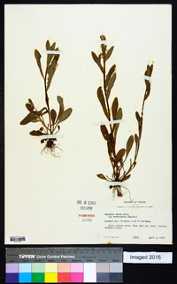 Myosotis verna image