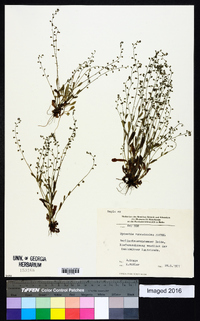 Myosotis ramosissima image