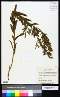 Lithospermum molle image