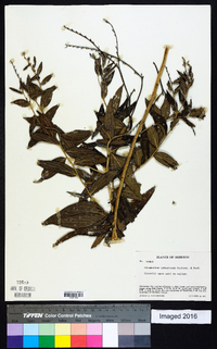 Onosmodium subsetosum image