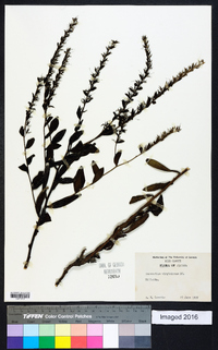 Onosmodium virginianum image