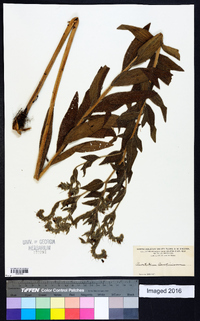 Onosmodium carolinianum image