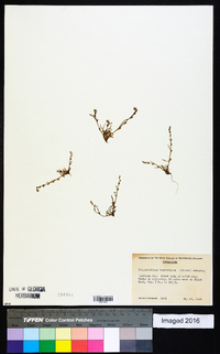 Plagiobothrys leptocladus image