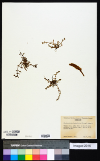 Plagiobothrys leptocladus image